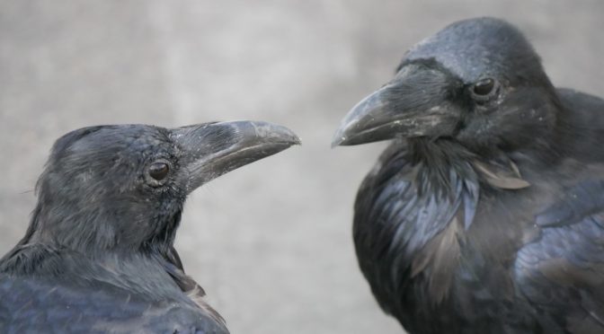 Nochmal die Raben, weil es so tolle Vögel sind!